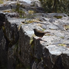 Sericornis humilis at Cradle Mountain, TAS - 6 Nov 2024