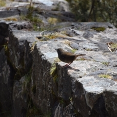 Sericornis humilis at Cradle Mountain, TAS - 6 Nov 2024 02:18 PM