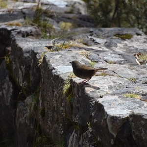 Sericornis humilis at Cradle Mountain, TAS - 6 Nov 2024 02:18 PM