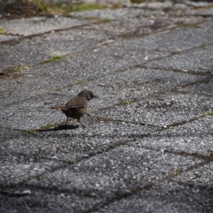 Sericornis humilis at Cradle Mountain, TAS - 6 Nov 2024 02:18 PM