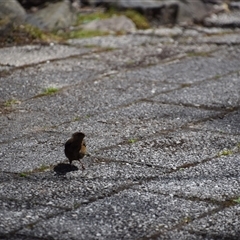 Sericornis humilis at Cradle Mountain, TAS - 6 Nov 2024 02:18 PM