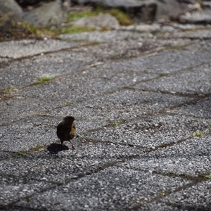 Sericornis humilis at Cradle Mountain, TAS - 6 Nov 2024 02:18 PM