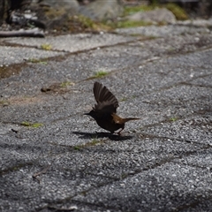 Sericornis humilis at Cradle Mountain, TAS - 6 Nov 2024 02:18 PM