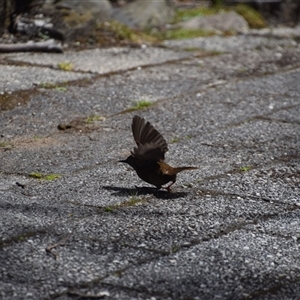 Sericornis humilis at Cradle Mountain, TAS - 6 Nov 2024