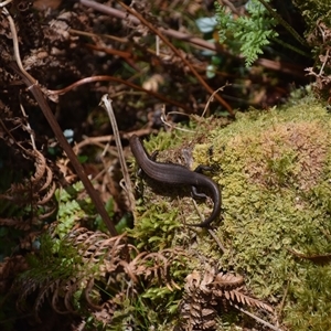 Unidentified Skink at Cradle Mountain, TAS by LyndalT