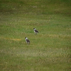 Vanellus miles (Masked Lapwing) at Waratah, TAS - 6 Nov 2024 by LyndalT