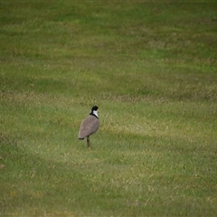 Vanellus miles at Waratah, TAS - 6 Nov 2024