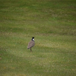 Vanellus miles at Waratah, TAS - 6 Nov 2024