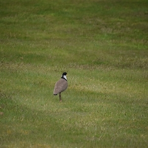 Vanellus miles at Waratah, TAS - 6 Nov 2024 03:46 PM