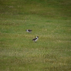 Vanellus miles at Waratah, TAS - 6 Nov 2024