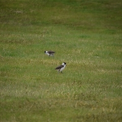 Vanellus miles at Waratah, TAS - 6 Nov 2024 03:46 PM