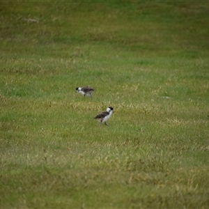 Vanellus miles at Waratah, TAS - 6 Nov 2024