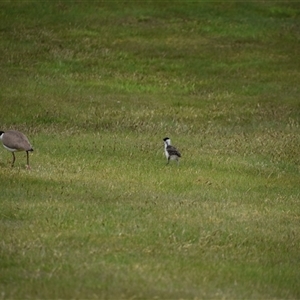 Vanellus miles at Waratah, TAS - 6 Nov 2024