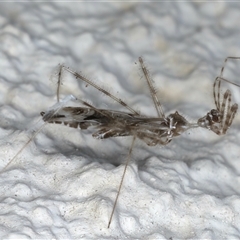 Stenolemus sp. (genus) (Thread-legged assassin bug) at Ainslie, ACT - 13 Nov 2024 by jb2602