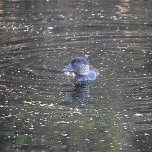 Biziura lobata (Musk Duck) at Bakers Beach, TAS by LyndalT