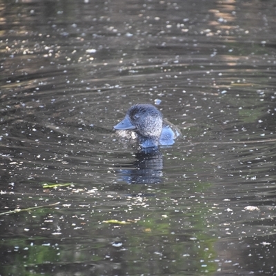 Biziura lobata (Musk Duck) at Bakers Beach, TAS - 5 Nov 2024 by LyndalT