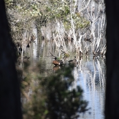 Anas castanea (Chestnut Teal) at Bakers Beach, TAS - 5 Nov 2024 by LyndalT