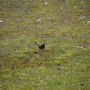 Malurus cyaneus (Superb Fairywren) at Bakers Beach, TAS by LyndalT