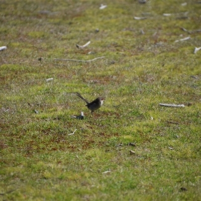 Malurus cyaneus (Superb Fairywren) at Bakers Beach, TAS - 5 Nov 2024 by LyndalT