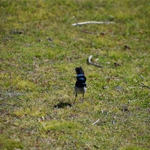 Malurus cyaneus at Bakers Beach, TAS - 5 Nov 2024 03:39 PM