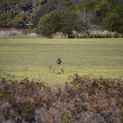 Tribonyx mortierii (Tasmanian Nativehen) at Bakers Beach, TAS - 5 Nov 2024 by LyndalT