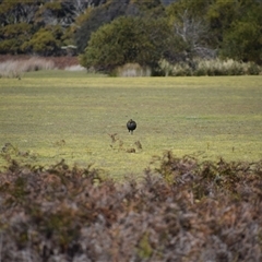 Tribonyx mortierii at Bakers Beach, TAS - 5 Nov 2024 03:40 PM