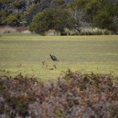 Tribonyx mortierii at Bakers Beach, TAS - 5 Nov 2024 03:40 PM