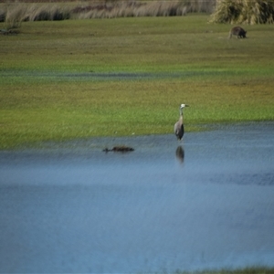 Egretta novaehollandiae at Bakers Beach, TAS - 5 Nov 2024 03:48 PM