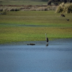 Egretta novaehollandiae at Bakers Beach, TAS - 5 Nov 2024 03:48 PM