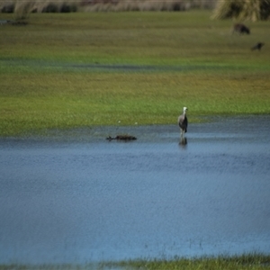 Egretta novaehollandiae at Bakers Beach, TAS - 5 Nov 2024 03:48 PM