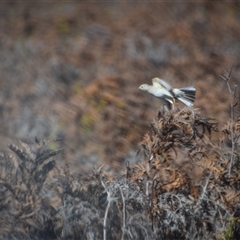 Anthus australis at Bakers Beach, TAS - 5 Nov 2024 03:50 PM