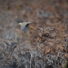 Anthus australis at Bakers Beach, TAS - 5 Nov 2024 03:50 PM