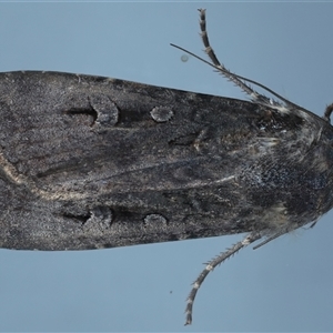 Agrotis infusa at Ainslie, ACT - 13 Nov 2024