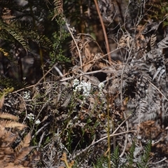 Stackhousia monogyna at Bakers Beach, TAS - 5 Nov 2024 by LyndalT