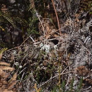 Stackhousia monogyna at Bakers Beach, TAS - 5 Nov 2024 03:53 PM