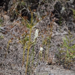 Stackhousia monogyna at Bakers Beach, TAS - 5 Nov 2024 03:53 PM