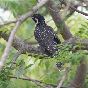 Eudynamys orientalis at Higgins, ACT - 14 Nov 2024 10:18 AM