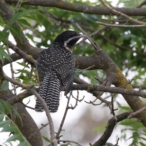 Eudynamys orientalis at Higgins, ACT - 14 Nov 2024 10:18 AM