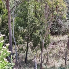 Exocarpos cupressiformis (Cherry Ballart) at Runnymede, TAS - 10 Nov 2024 by LyndalT