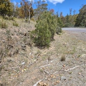 Exocarpos cupressiformis at Runnymede, TAS - 10 Nov 2024 02:08 PM