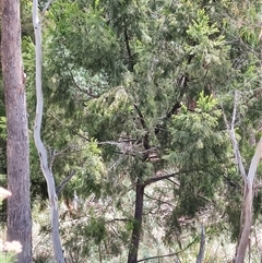 Exocarpos cupressiformis at Runnymede, TAS - 10 Nov 2024