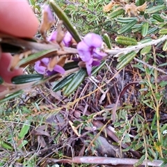 Hovea montana (Alpine Hovea) at Derwent Bridge, TAS - 9 Nov 2024 by LyndalT