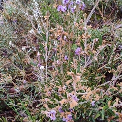 Hovea montana at Derwent Bridge, TAS - 10 Nov 2024 10:19 AM