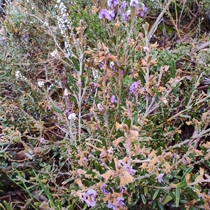 Hovea montana at Derwent Bridge, TAS - 10 Nov 2024 10:19 AM