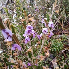 Hovea montana at Derwent Bridge, TAS - 10 Nov 2024 10:19 AM