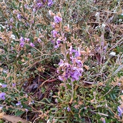 Hovea montana at Derwent Bridge, TAS - 10 Nov 2024 10:19 AM