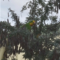 Polytelis swainsonii (Superb Parrot) at Yass, NSW - 14 Nov 2024 by SustainableSeg