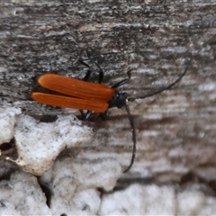 Porrostoma sp. (genus) (Lycid, Net-winged beetle) at Hughes, ACT - 12 Nov 2024 by LisaH