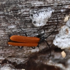 Porrostoma sp. (genus) at Hughes, ACT - 12 Nov 2024