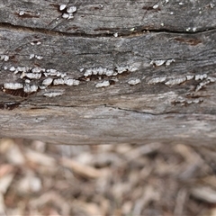 Porrostoma sp. (genus) at Hughes, ACT - 12 Nov 2024